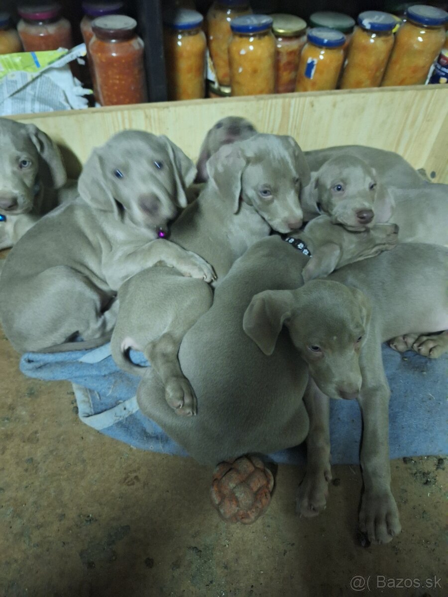 Waimarsky stavac - 2