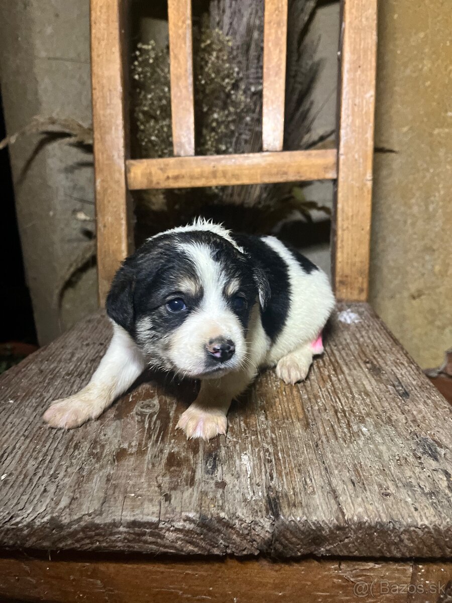 Darujem šteniatka - 2