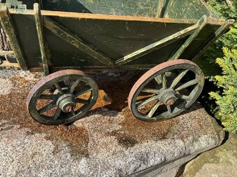 Straožitný žebřiňáček - 2