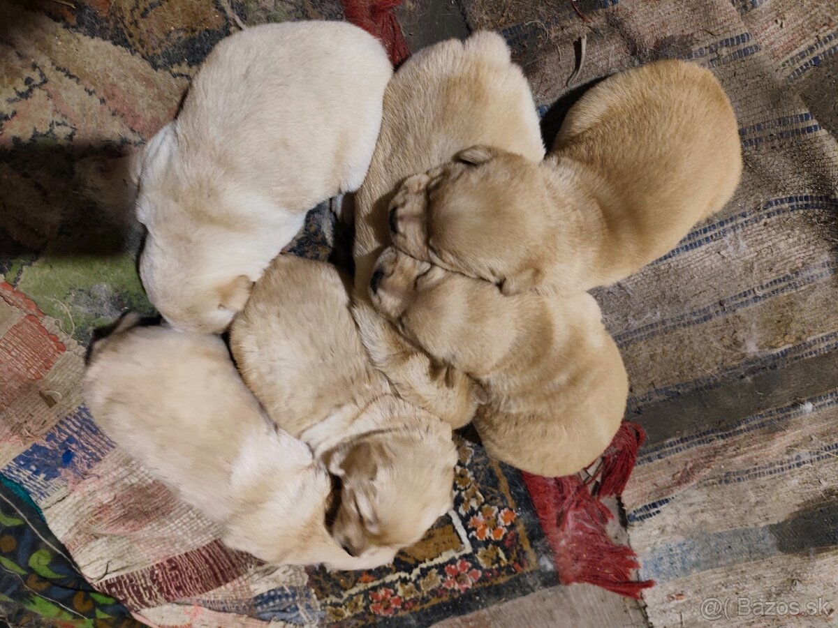 Čau čau x Labrador - 2