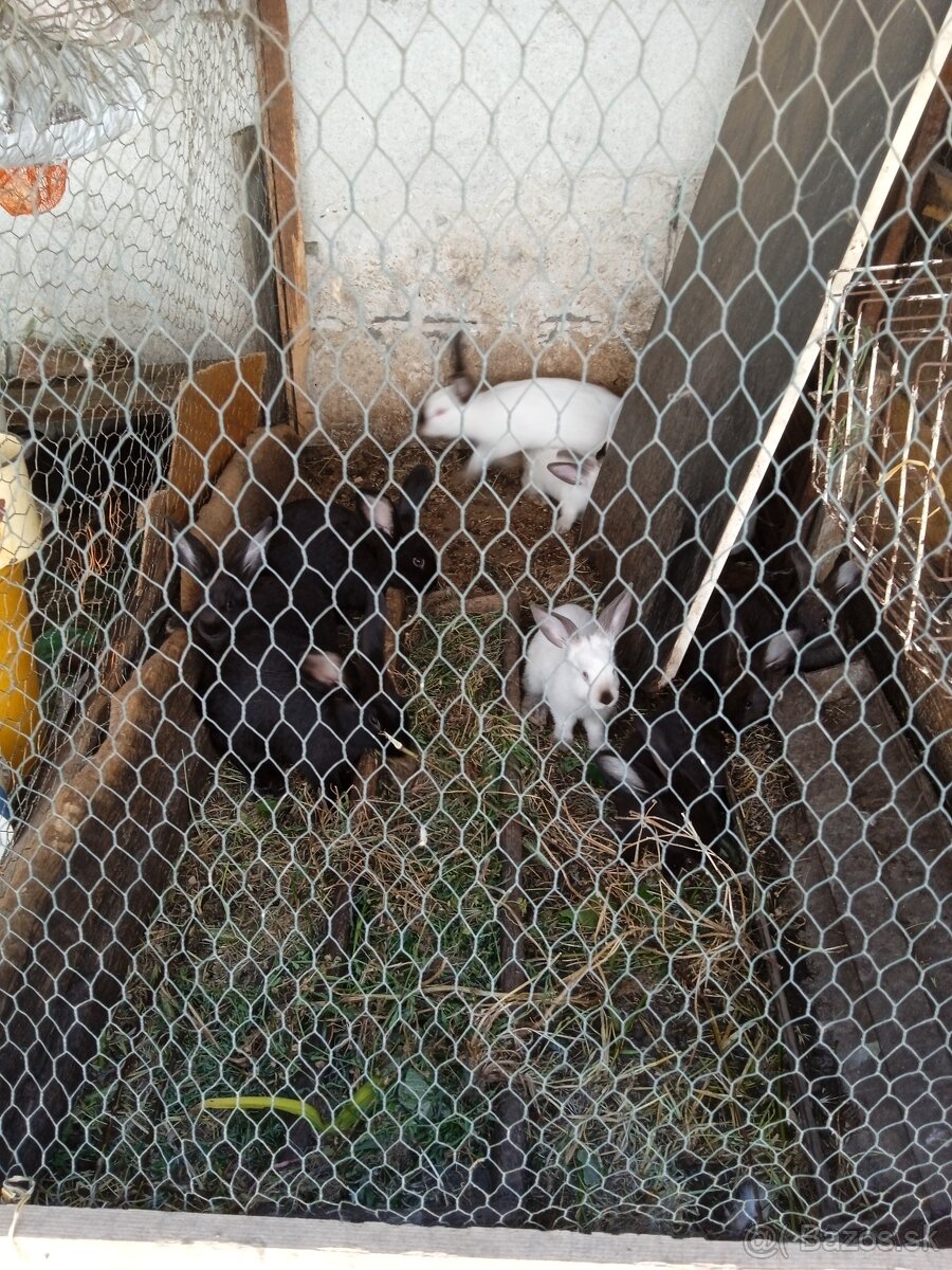 Predám králiky - 2