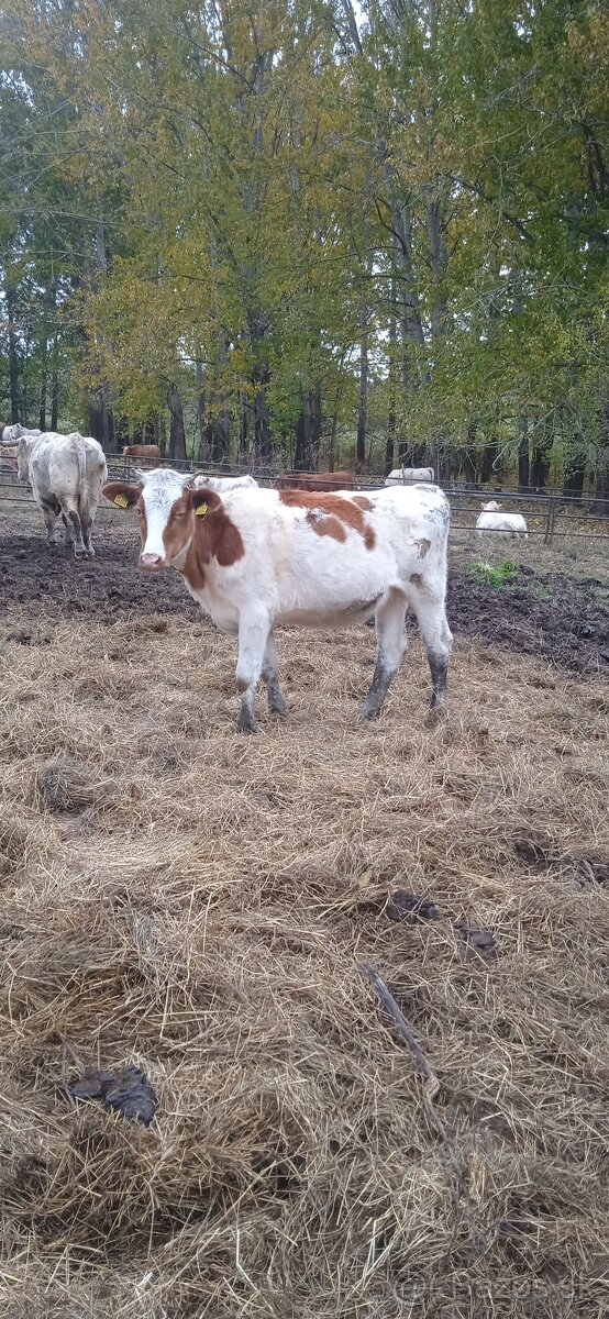 Predám jalovicu - 2