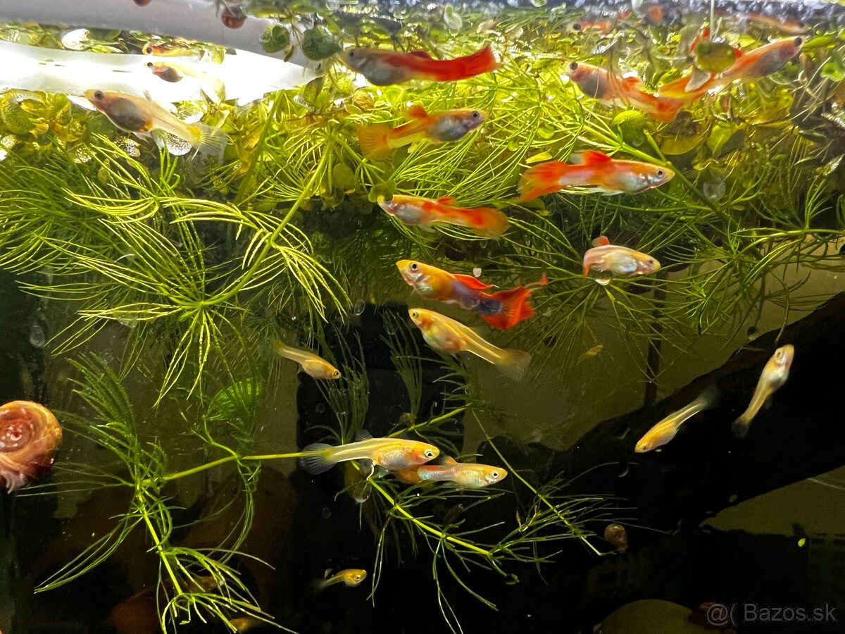 Gupky | Endlerky | Živorodky (NR) - 2