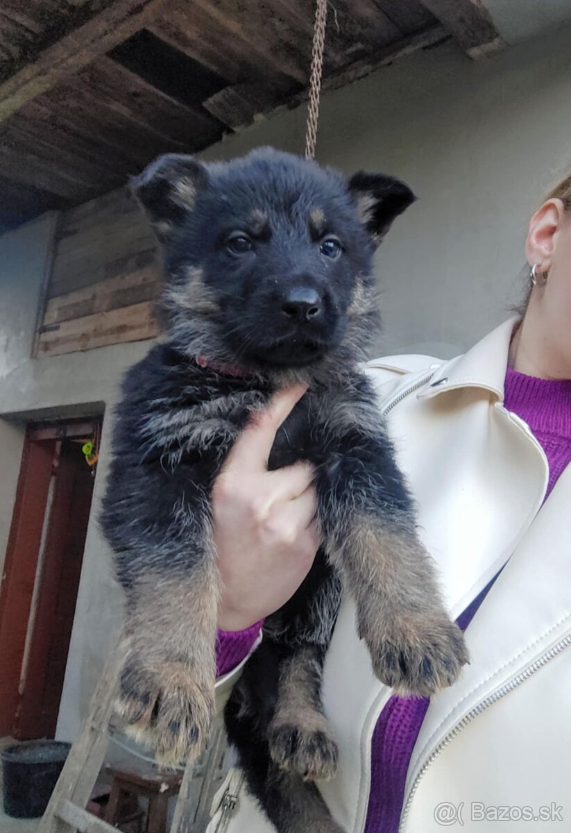 Šteniatka Nemeckého ovčiaka - 2