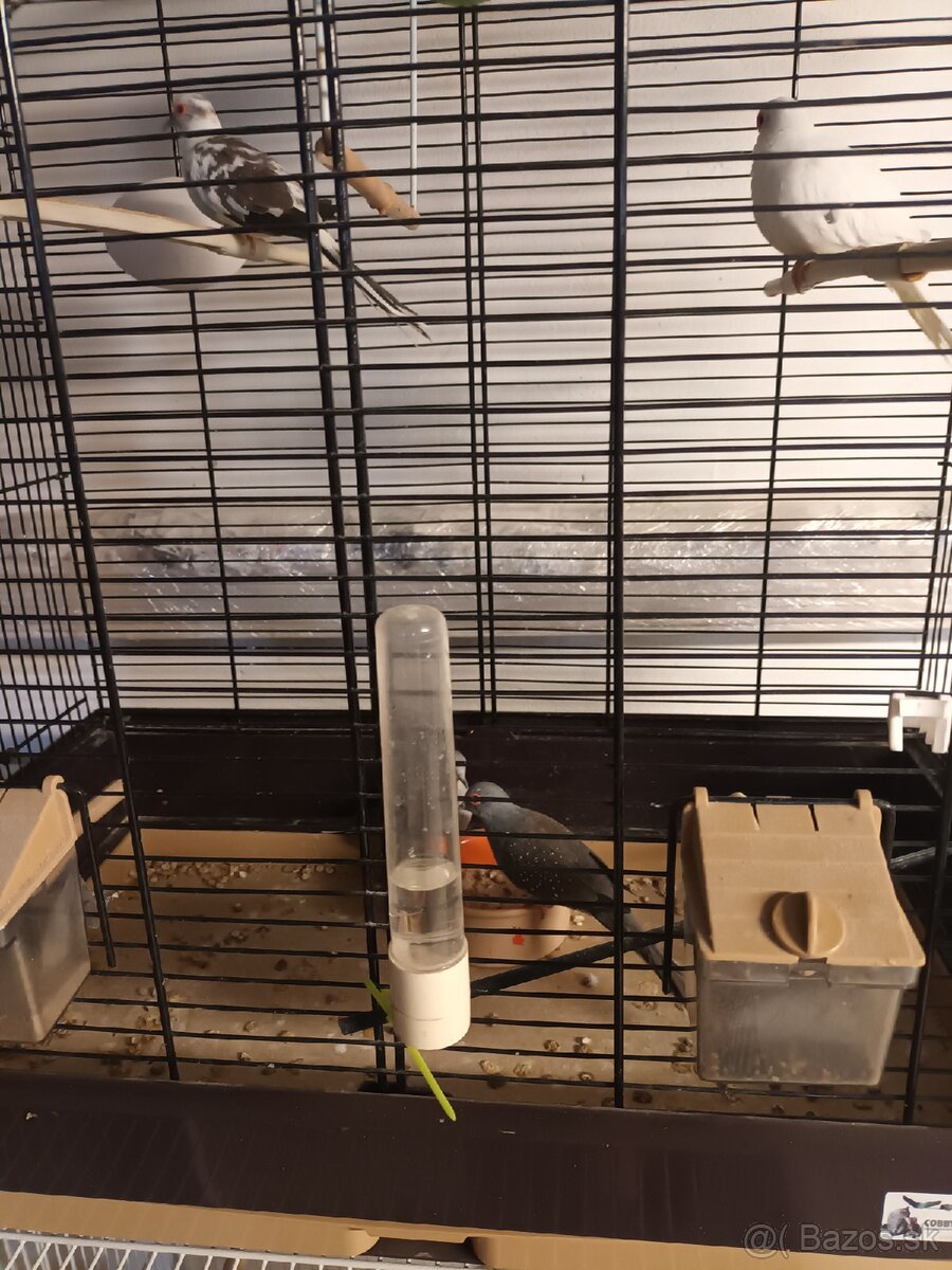 Holubky diamantove - 2