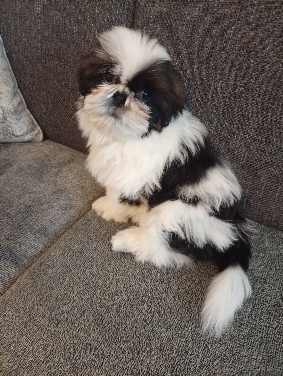 SHIH-TZU - 2