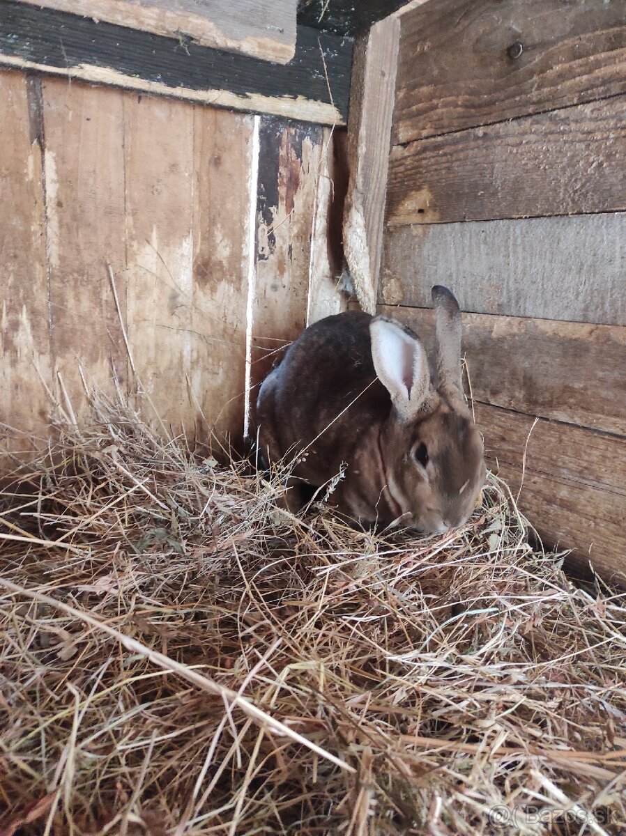Predám králika - 2