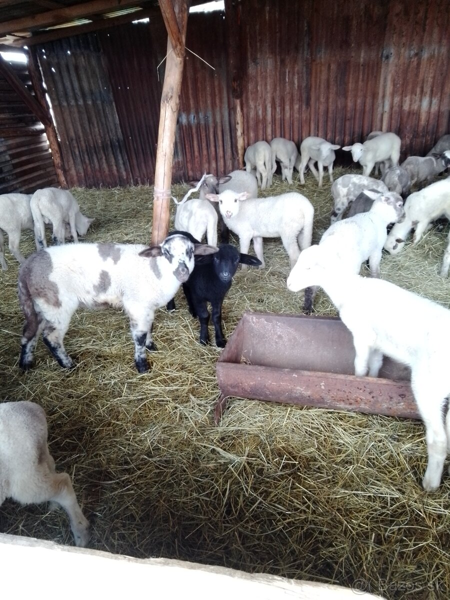 Jahňatá - 2