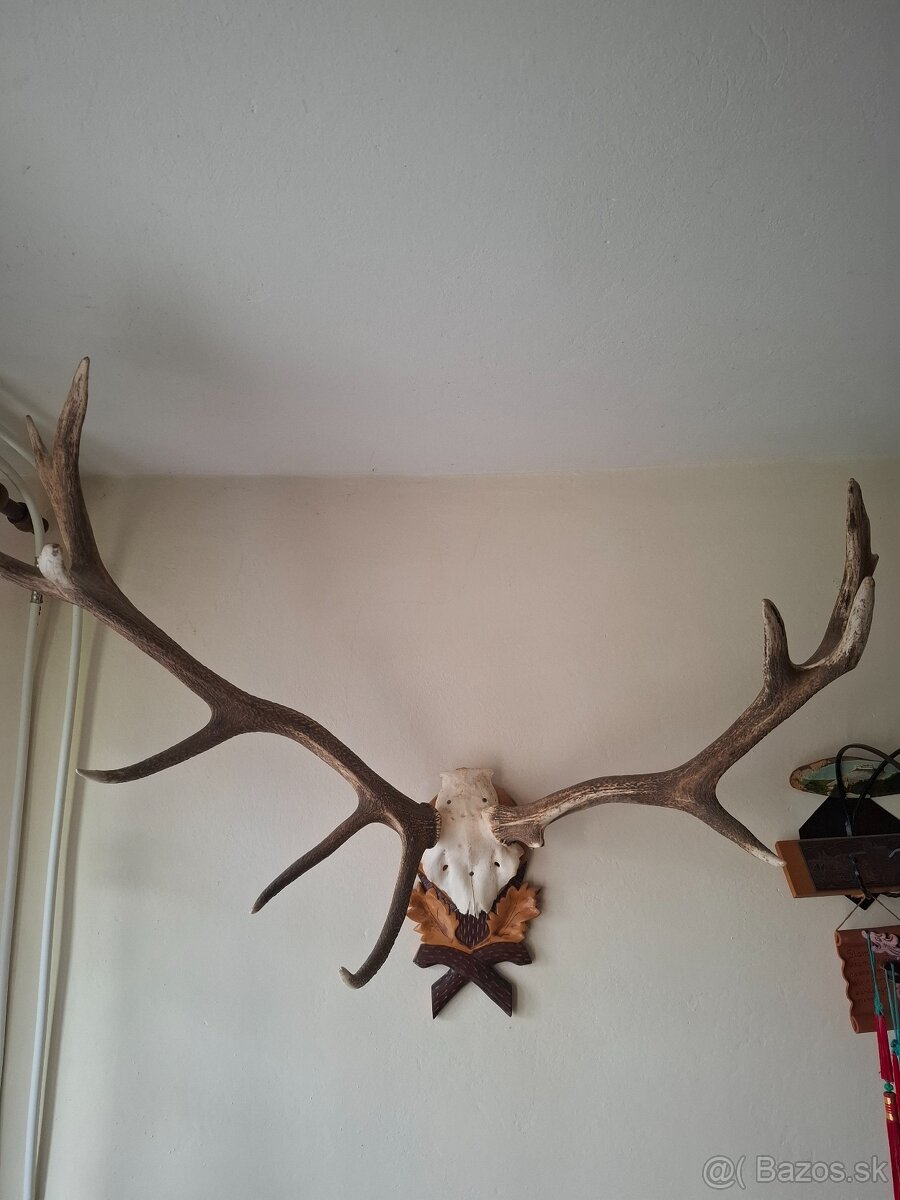 Predám parožie - 2