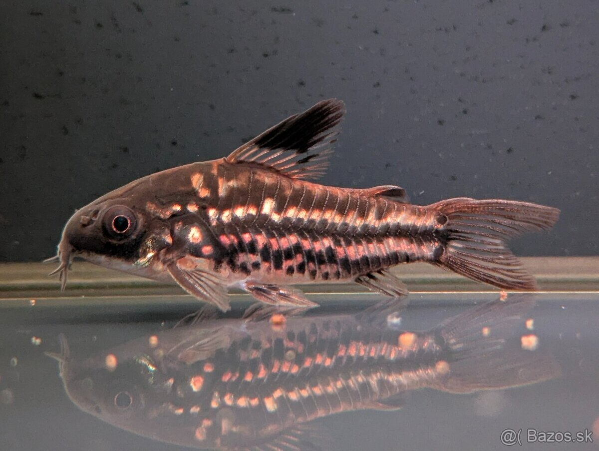 pancierniček drobný - corydoras nanus - 2