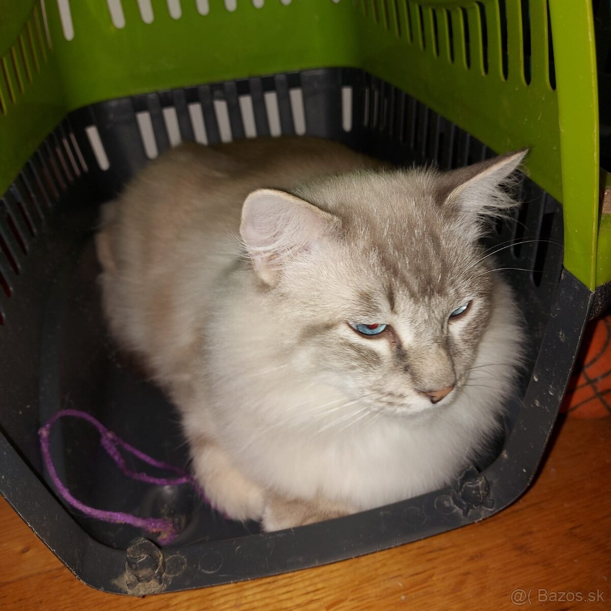 Ponukam kocura ragdoll na krytie - 2