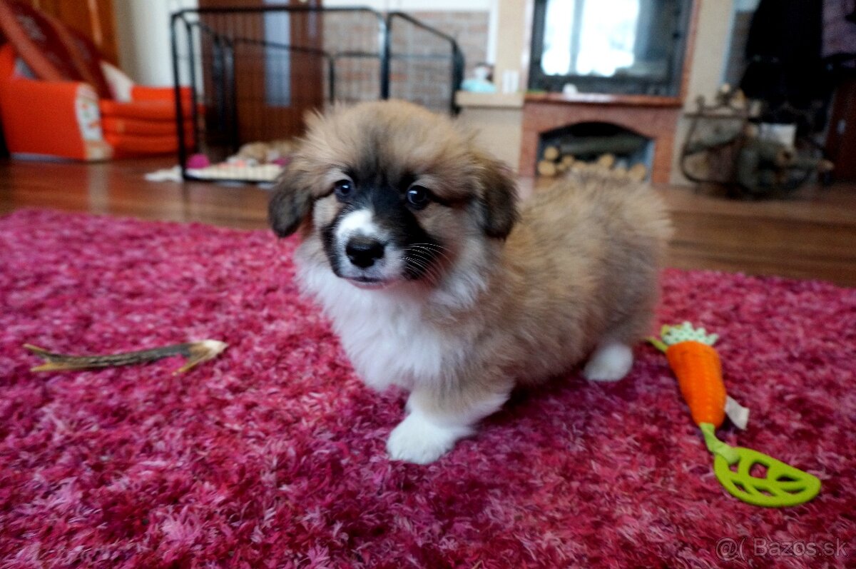 Welsh Corgi Pembroke - 2