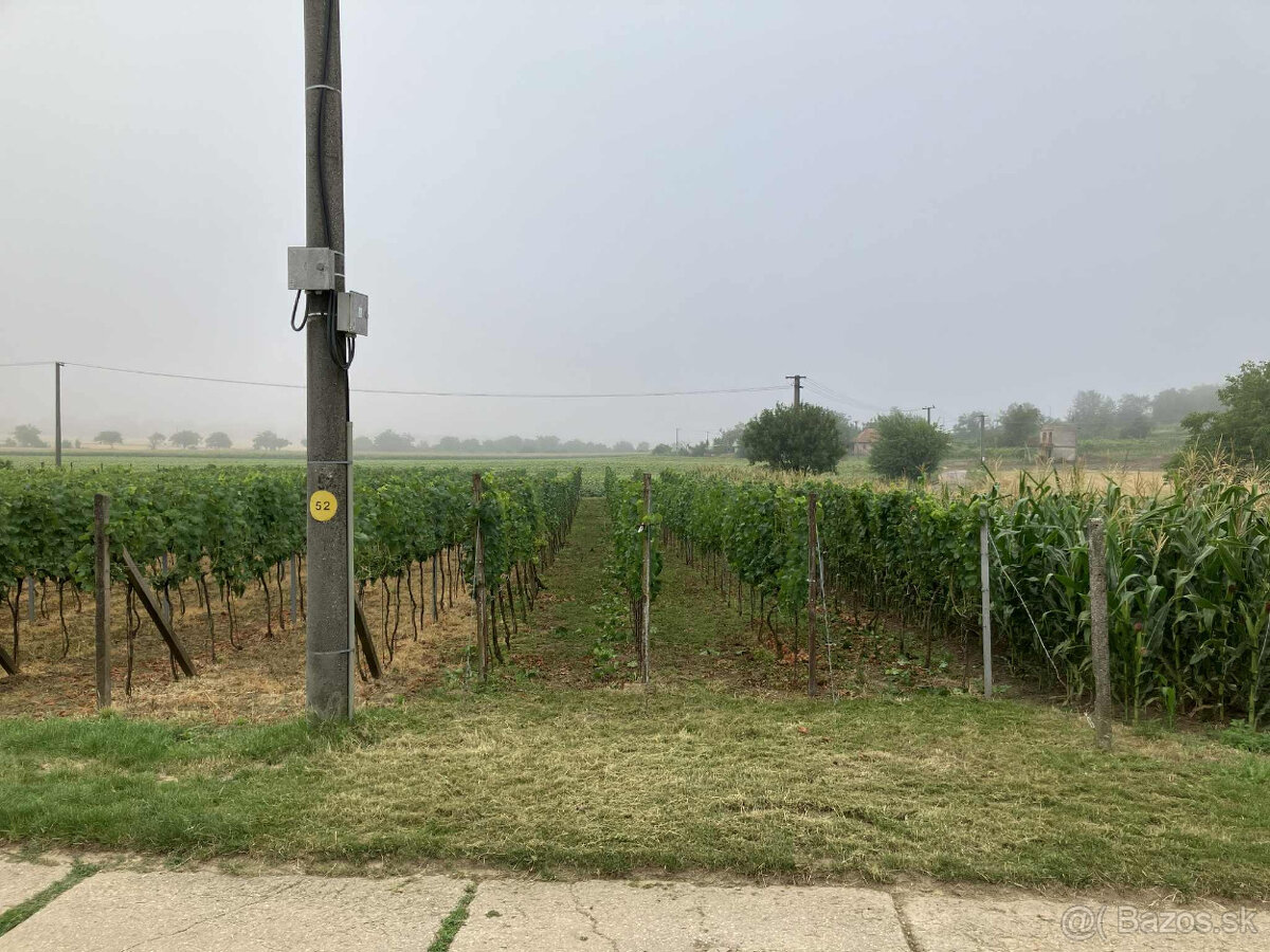 Predám vinicu v osobnom vlastníctve - 2