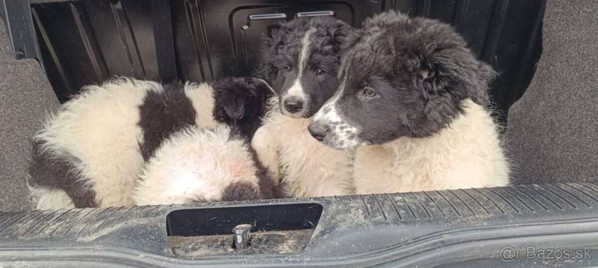 Predám šteniatka borderkolie - 2