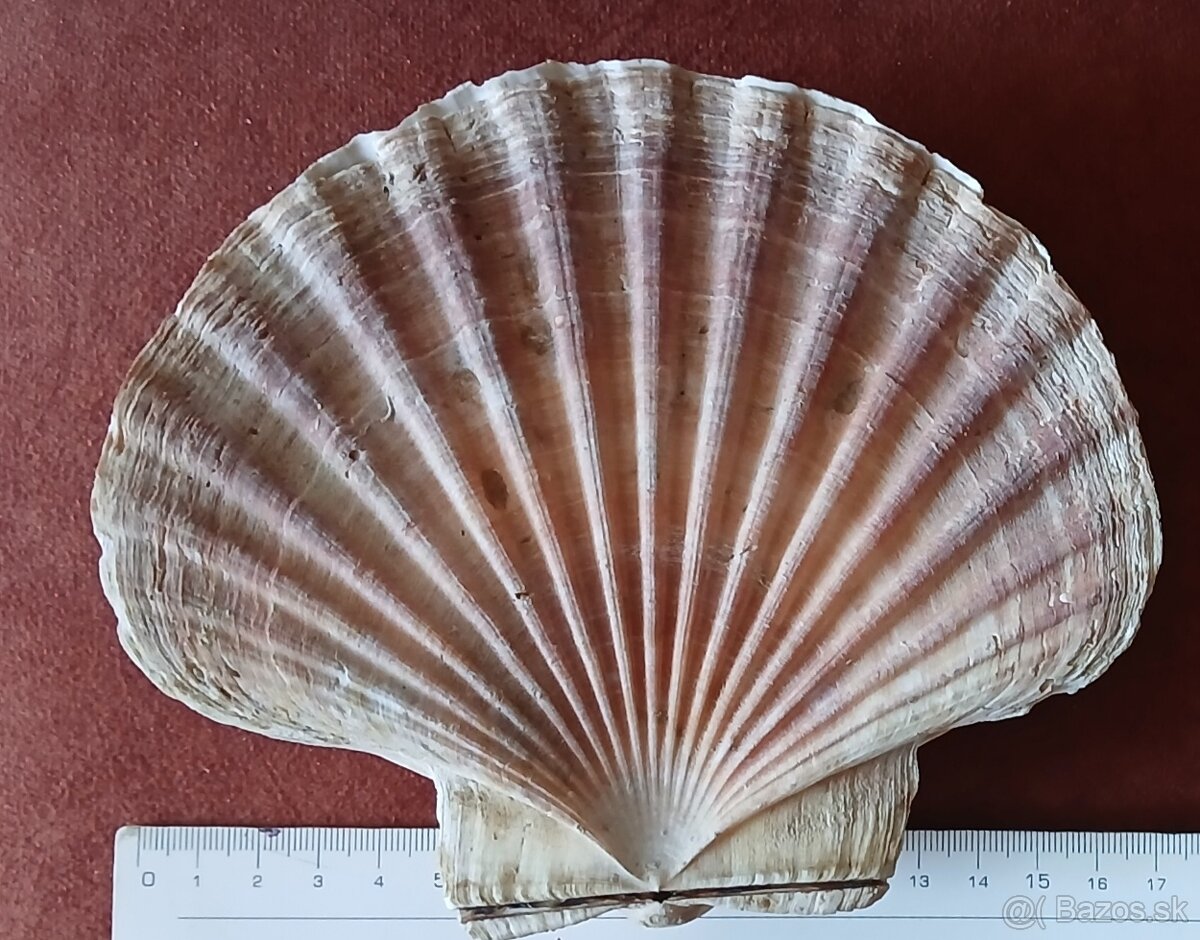 Predám mušlu -hrebenatku - 2