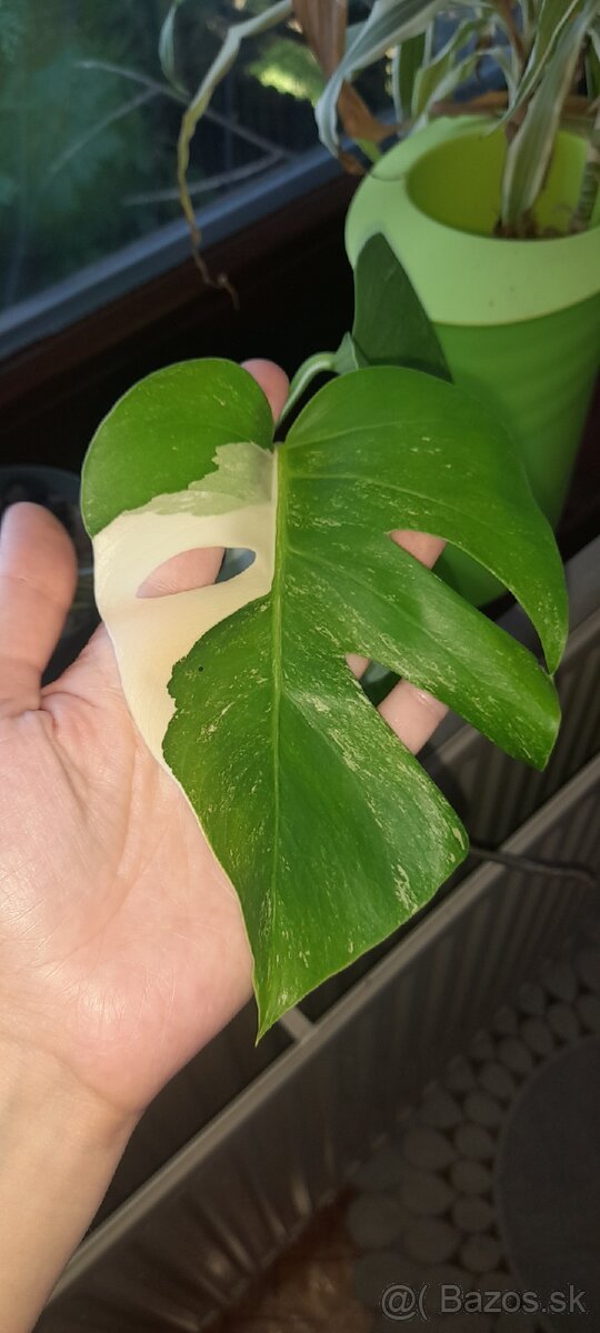 Panašovaná monstera deliciosa albo 7 listov - 2