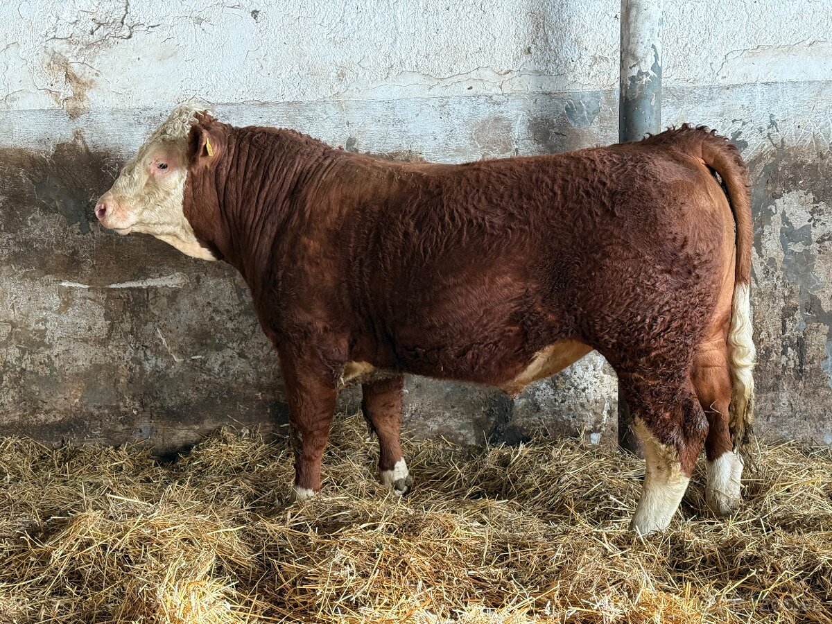 Plemenné býky Mäsový simentál - 2