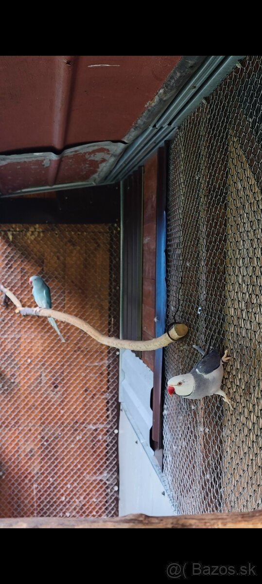 Predám Alexander malý violet Hch - 2