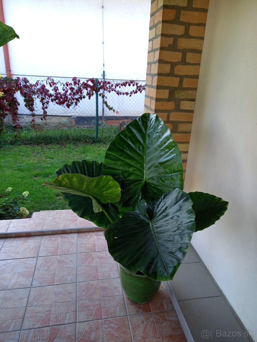 Alocasia macrorrhiza - 2