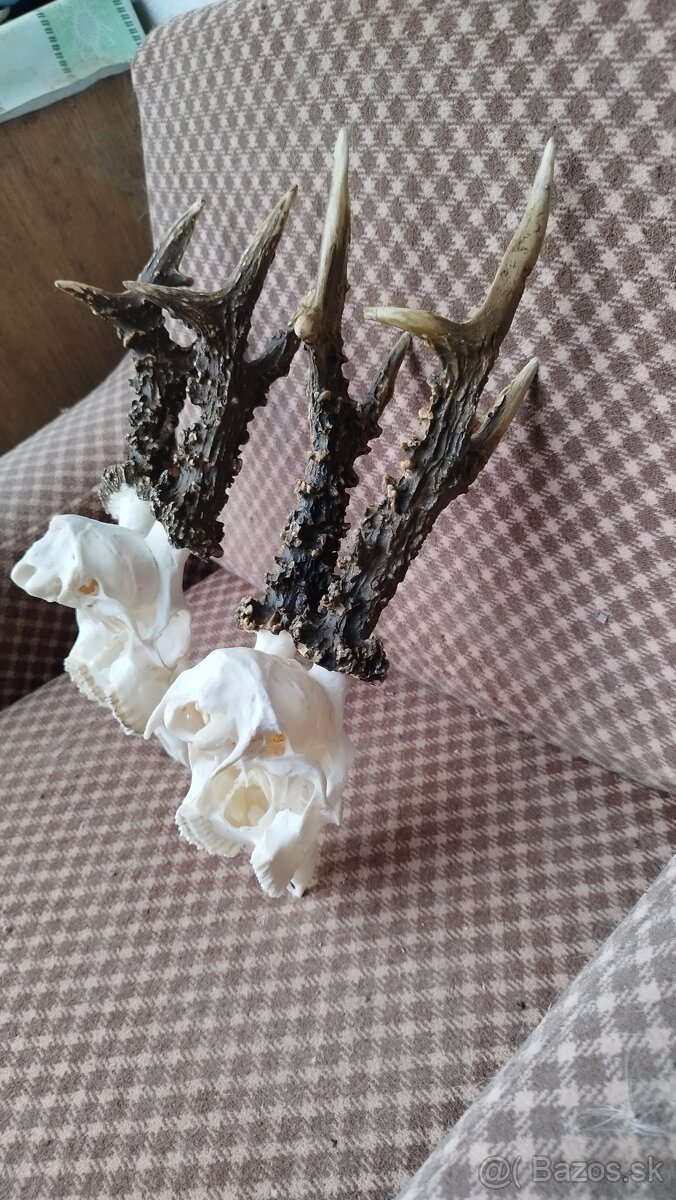 Ponúkame na predaj odliatky zlatých srncou Parožie zhody tr - 2