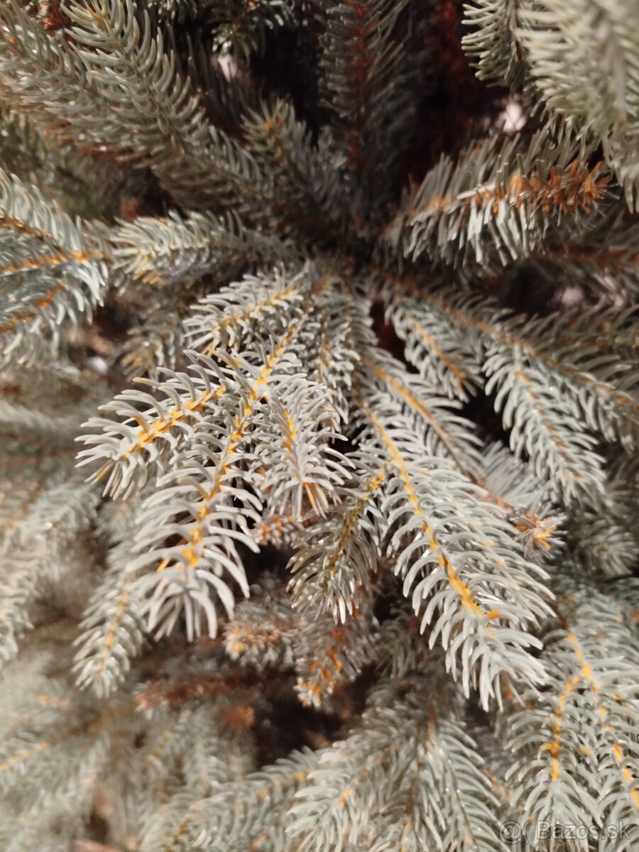 3D vianočný smrek ladovy, výška 150cn - 2