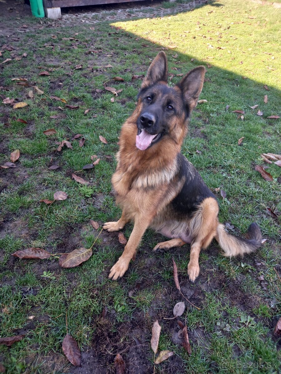 Nemecky ovčiak - 2