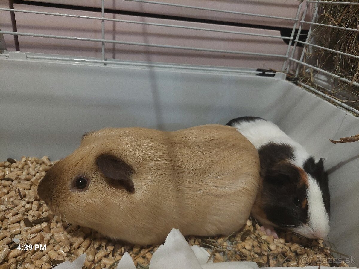 Predá 2 morské prasiatka plus klietka, seno, pliny ,krmivo - 2