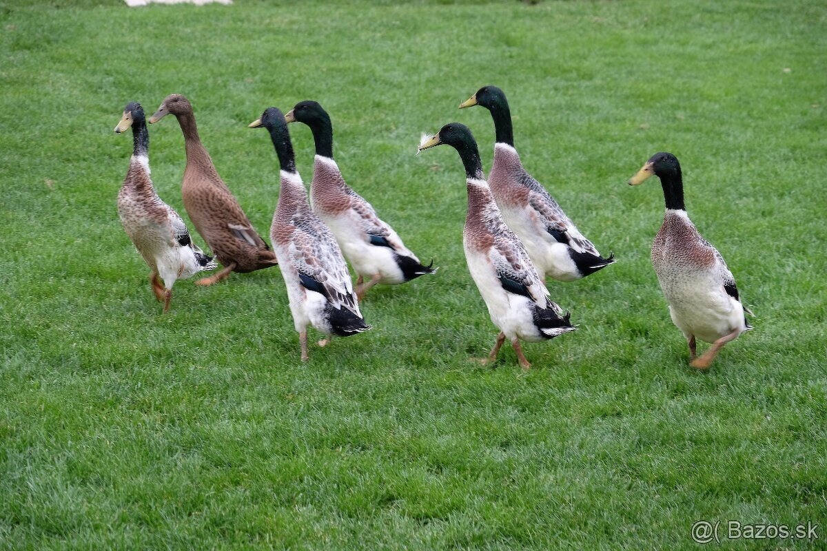 Indický bežec strieborný - káčer - 2