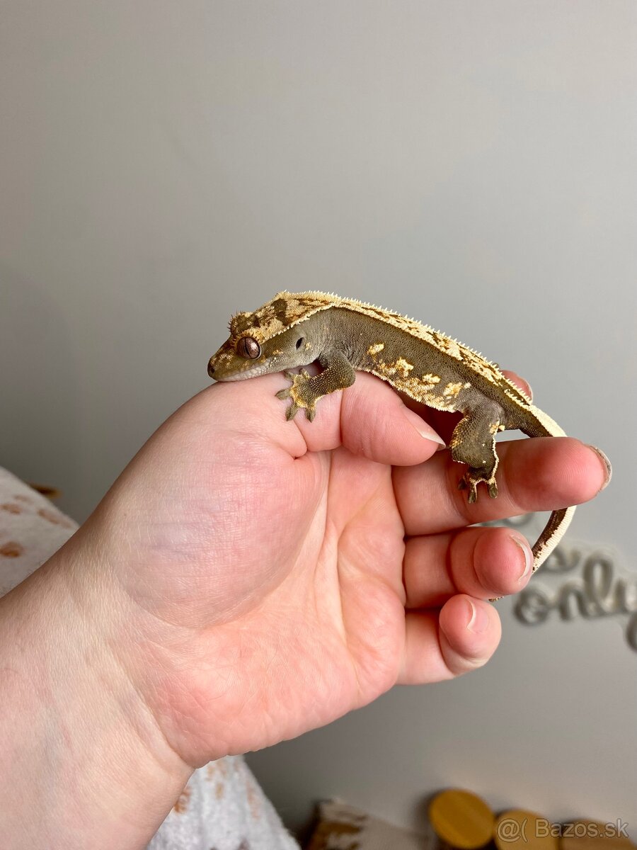 Pagekon riasnaty, gekon HĽADÁ NOVÝ DOMOV - 2