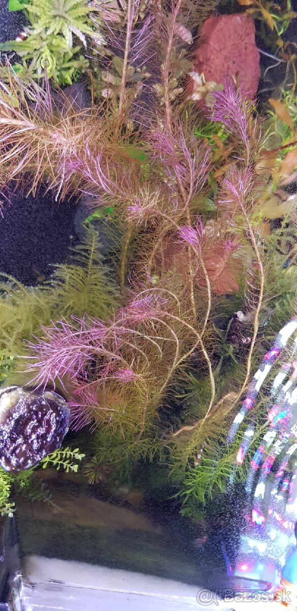 Rotala wallichii - 2