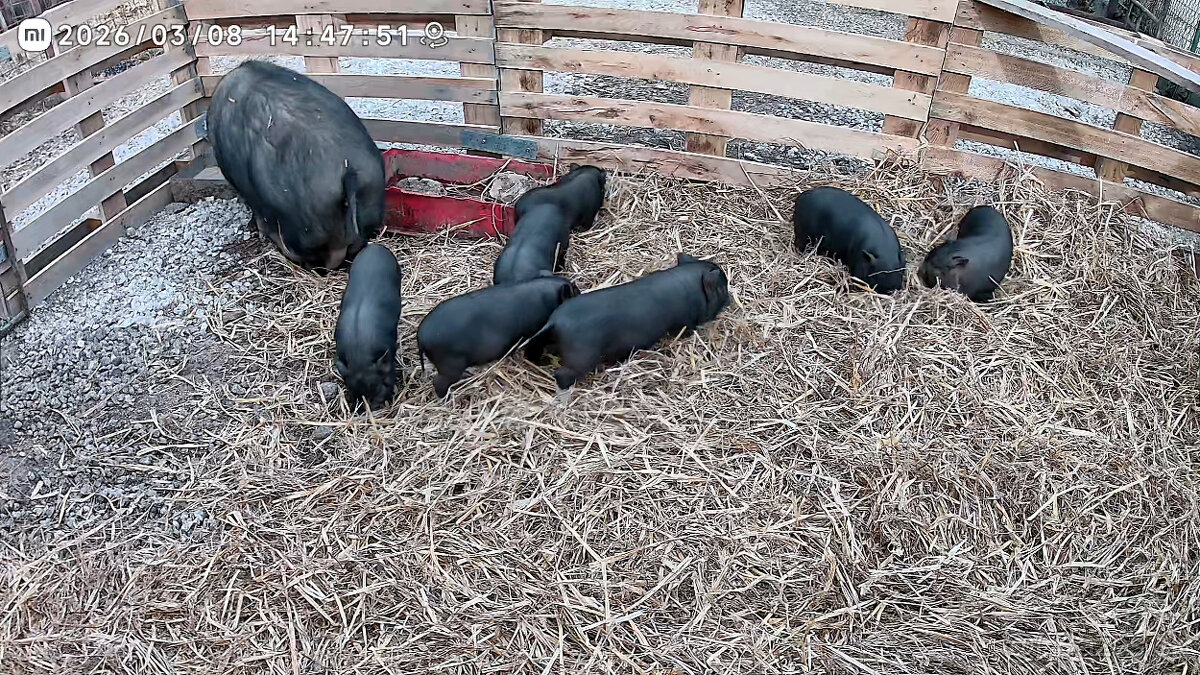 vietnamske prasiatka - 2