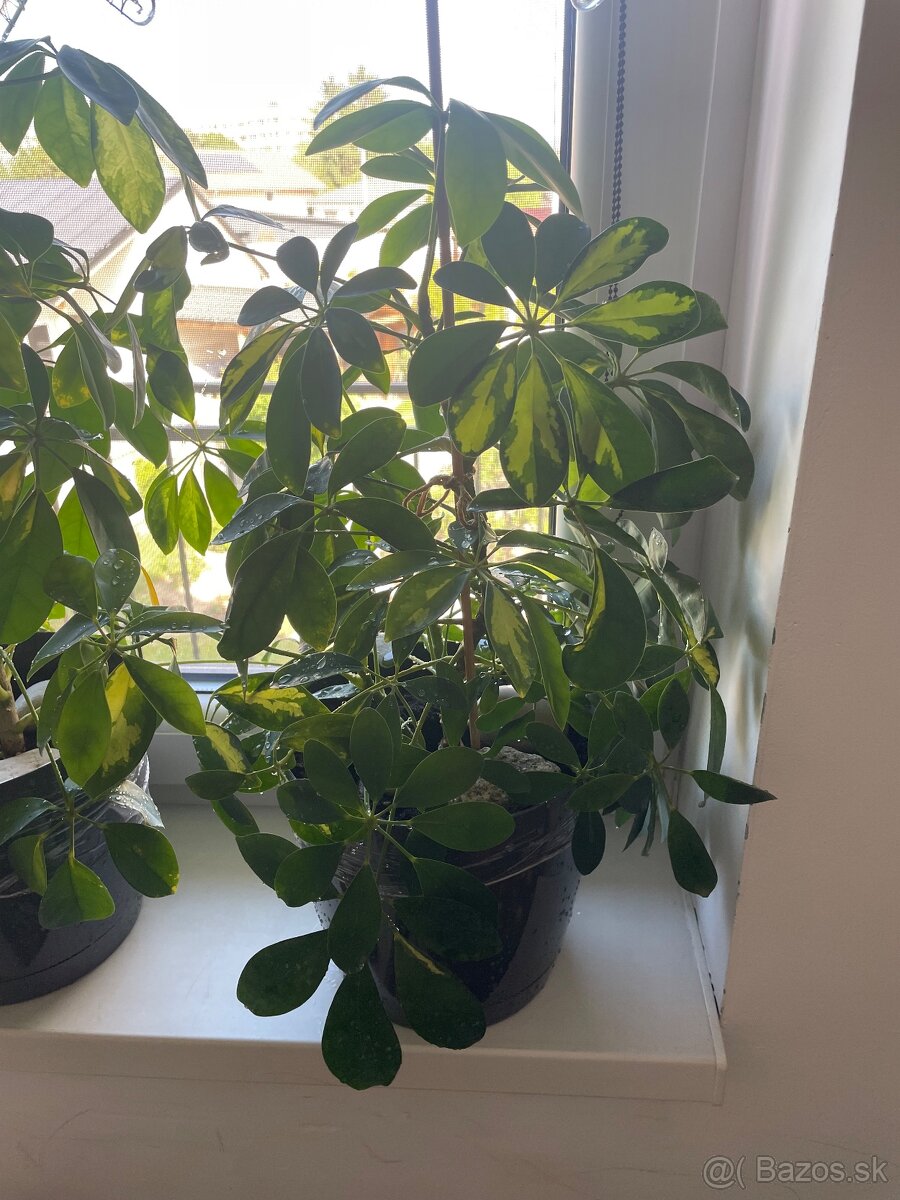 Schefflera - 2