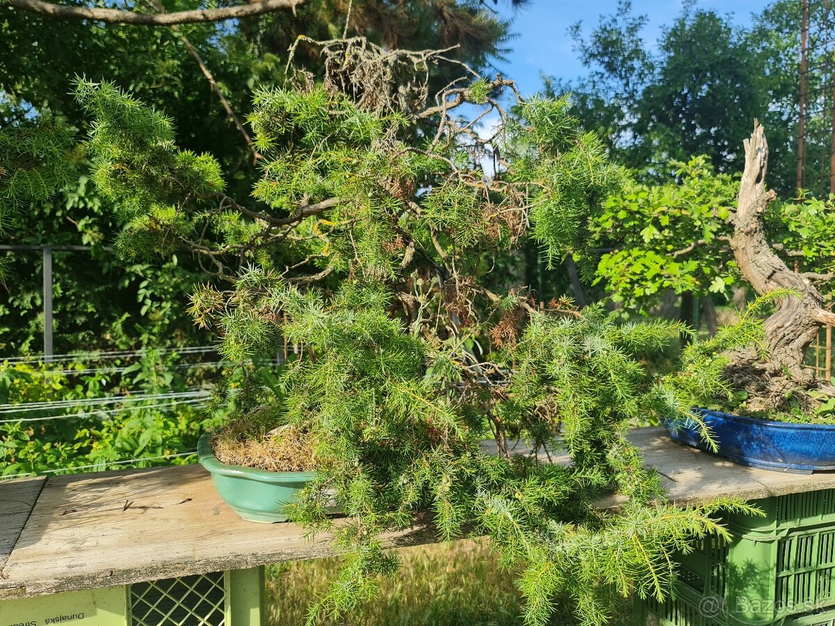BONSAI Juniperu rigida 1 - 2