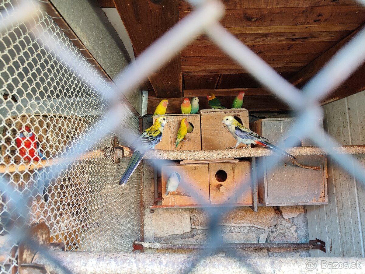 Predám agapornis fiser - 2