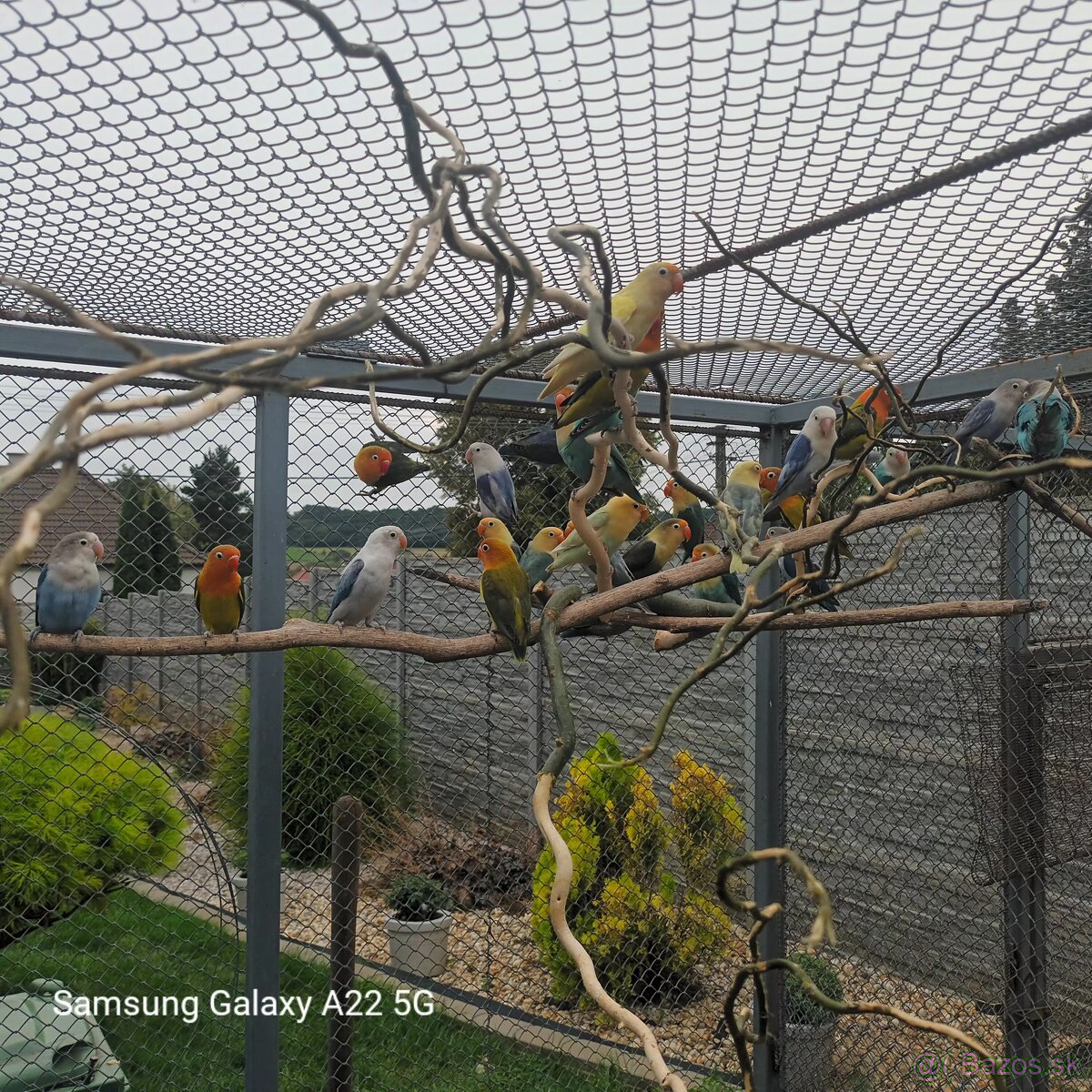 Agapornis fischer - 2