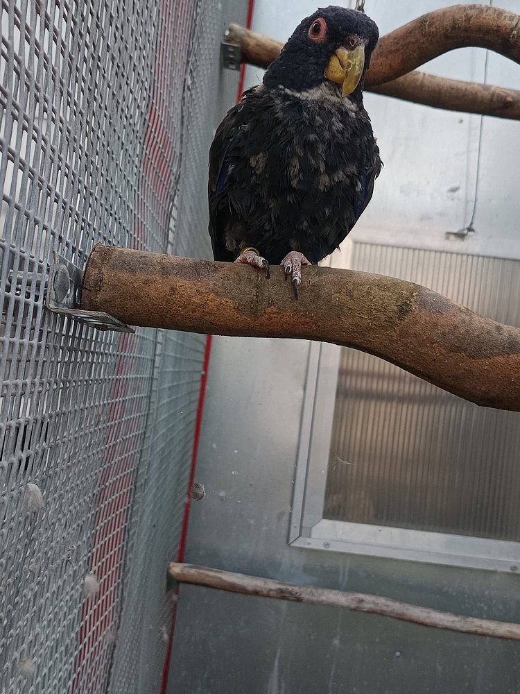 Amazónik bronzovokrídly - 2