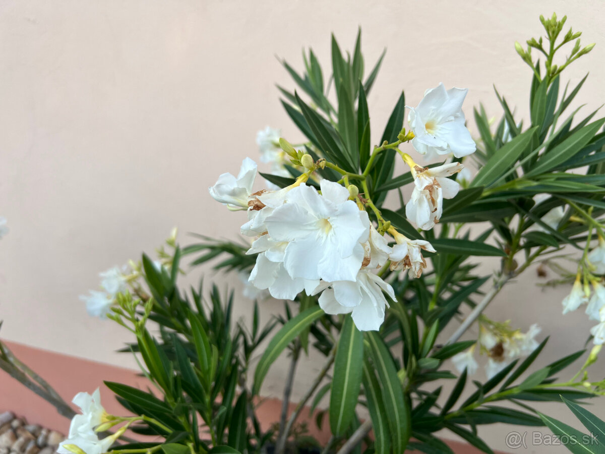 Oleander (biely) - 110cm - 2