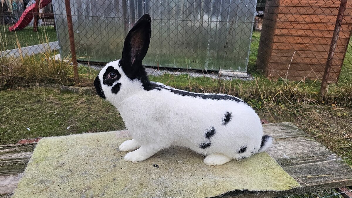 Nemecky obrovity strakac cierny - 2