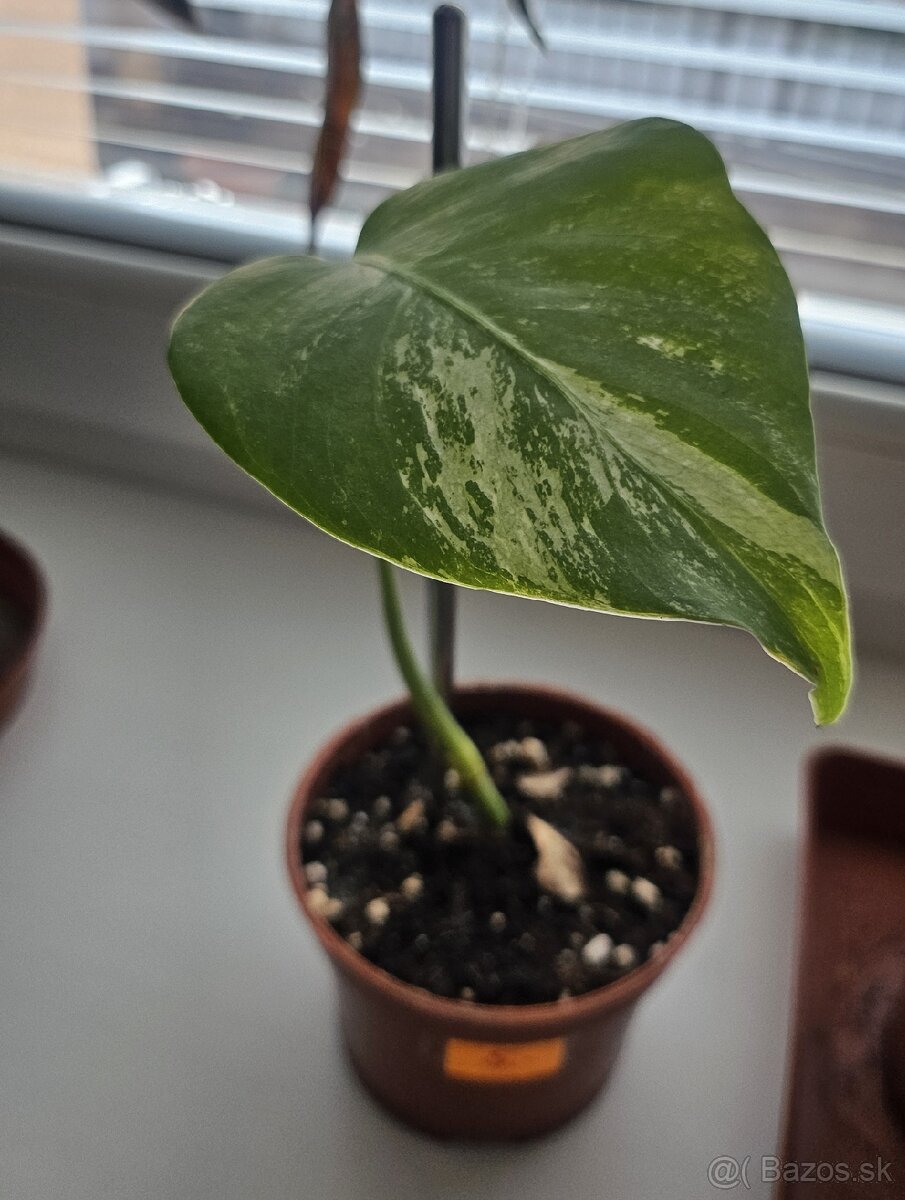 Monstera Albo - 2