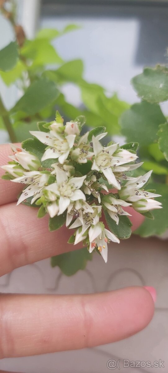 Rozchodniky(Sedum) - 2