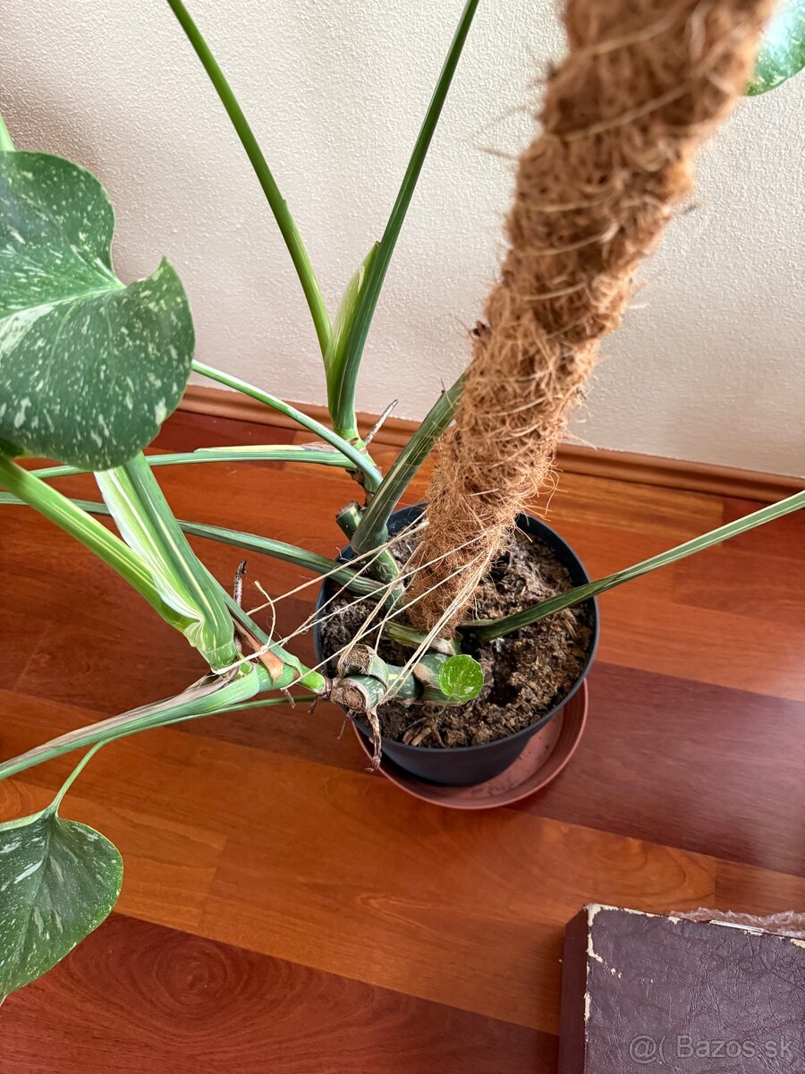 Monstera Thai Constellation - 2