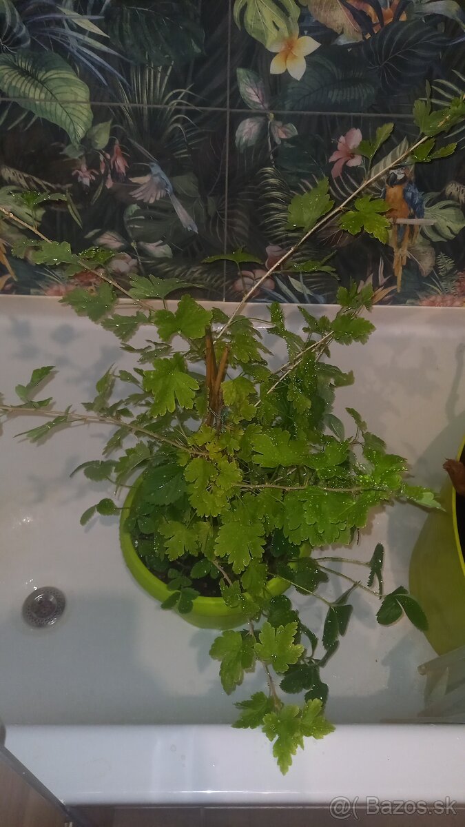 Ribezla a jahody v kvetinaci - 2