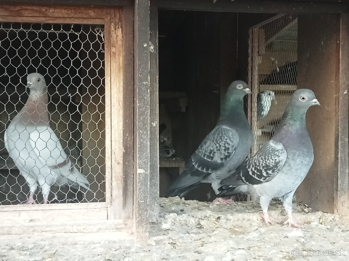 HOLUBY - Košický vysokolleúň. - 2