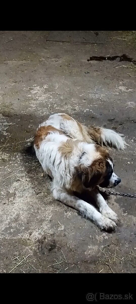 Moskovský strážny pes - 2