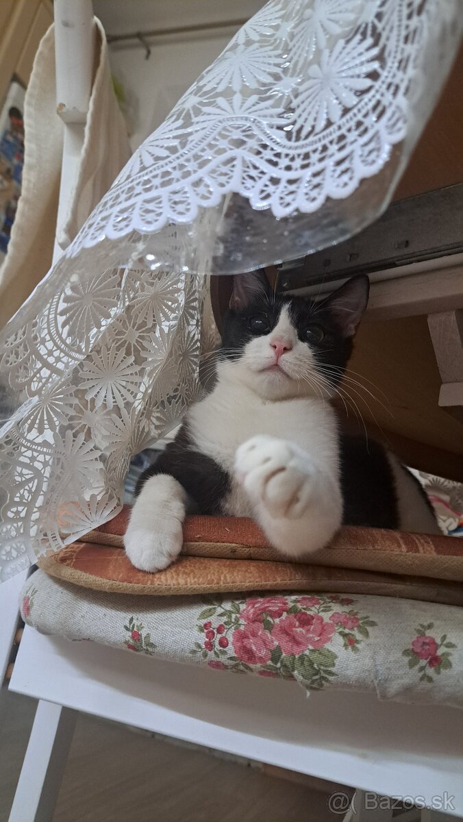 Darujem kastrovanú mačičku - 2