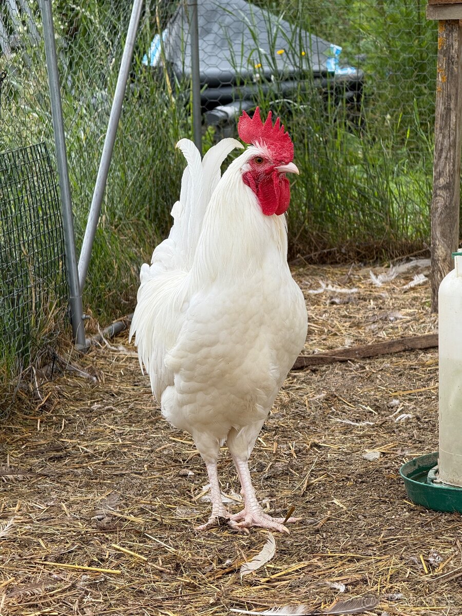 Kohut Leghorn - 2