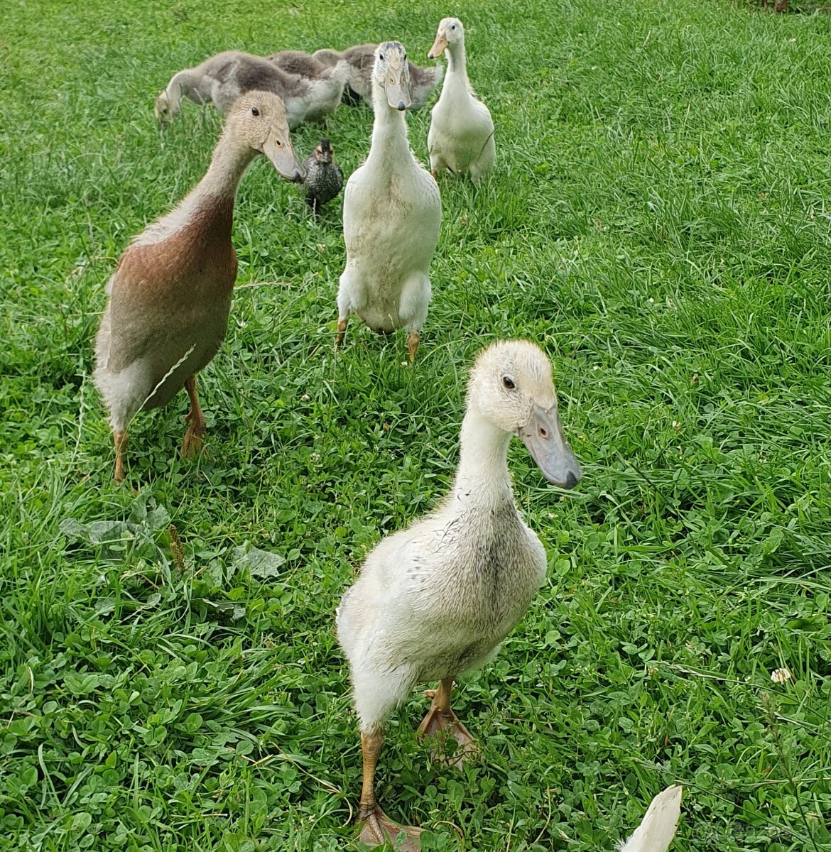 Indické bežce, indický bežec , kačka, kačky - 2