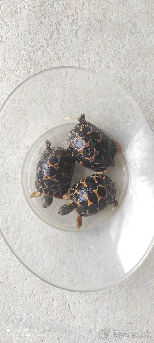 Astrochelys radiata - 2