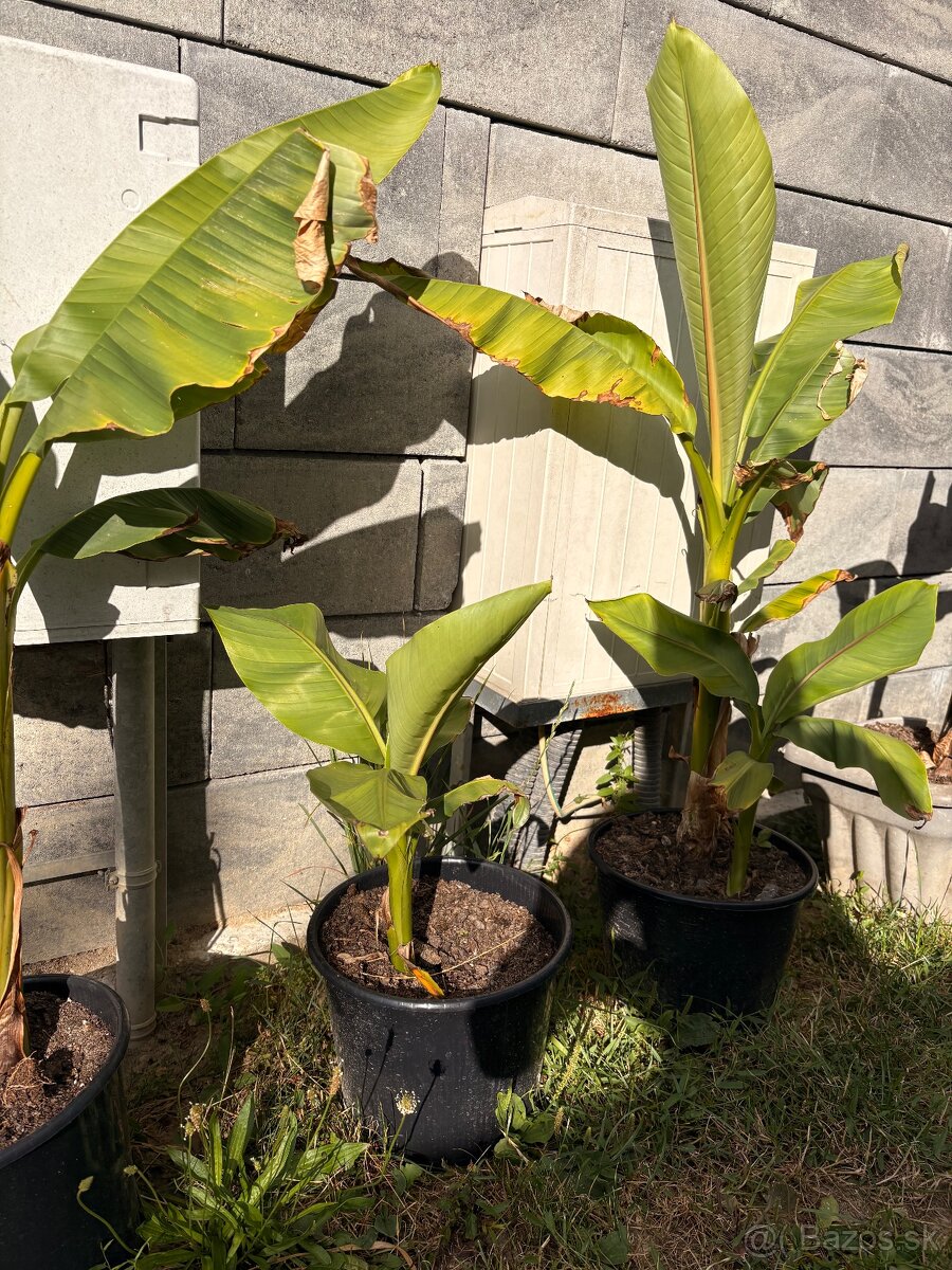 Bananovníky,, palmy,, - 2