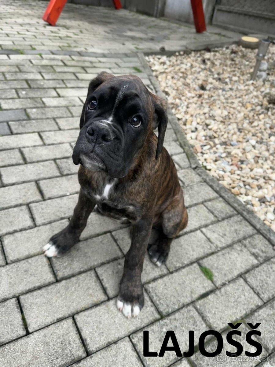 Nemecký boxer šteniatka s PP - 2